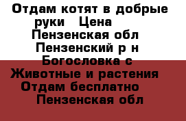 Отдам котят в добрые руки › Цена ­ 50 - Пензенская обл., Пензенский р-н, Богословка с. Животные и растения » Отдам бесплатно   . Пензенская обл.